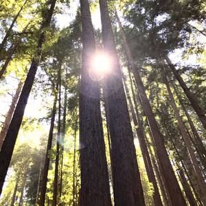 Meet your Posher, Shimron